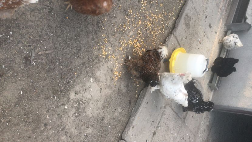 C9A1325F-6816-445E-AACE-2C615FB655FD - Strumski standard