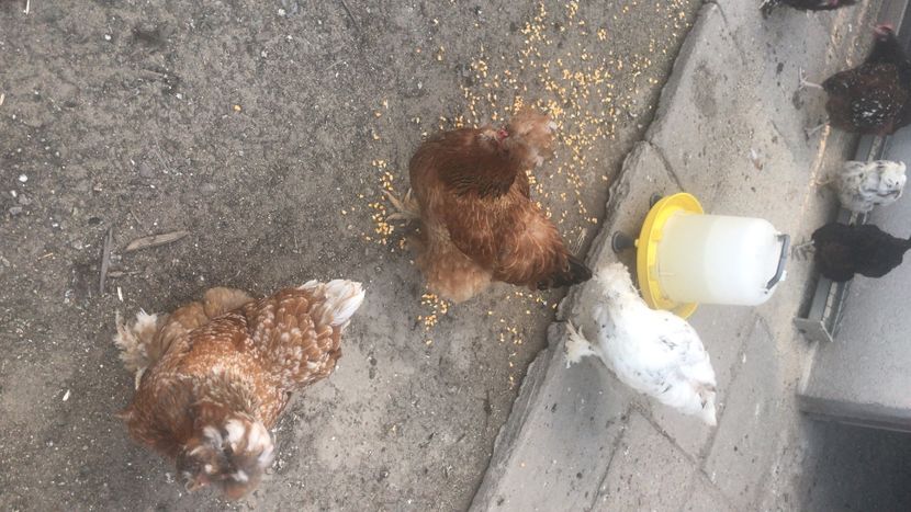 C3FADCC8-D5F8-4C64-B37D-936D3111BA93 - Strumski standard