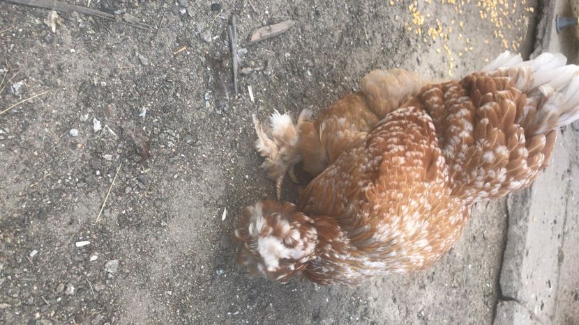 D8442901-E1E0-4959-AF07-F1D0D040066A - Strumski standard