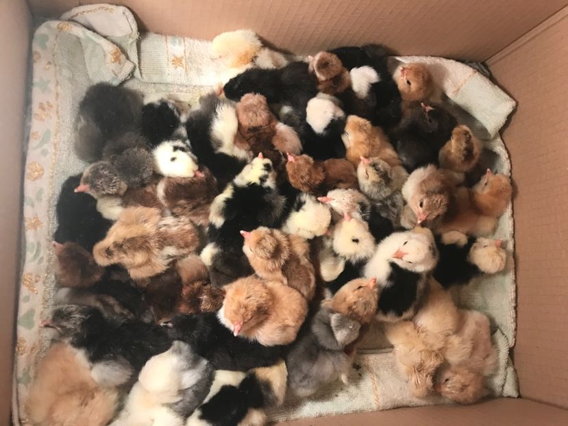 B7A4C1B7-50C6-4F90-8E6B-AD85939428CC - Strumski standard