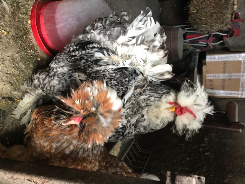 008D4E30-6B22-417B-A634-EF138DCCE088 - Strumski standard