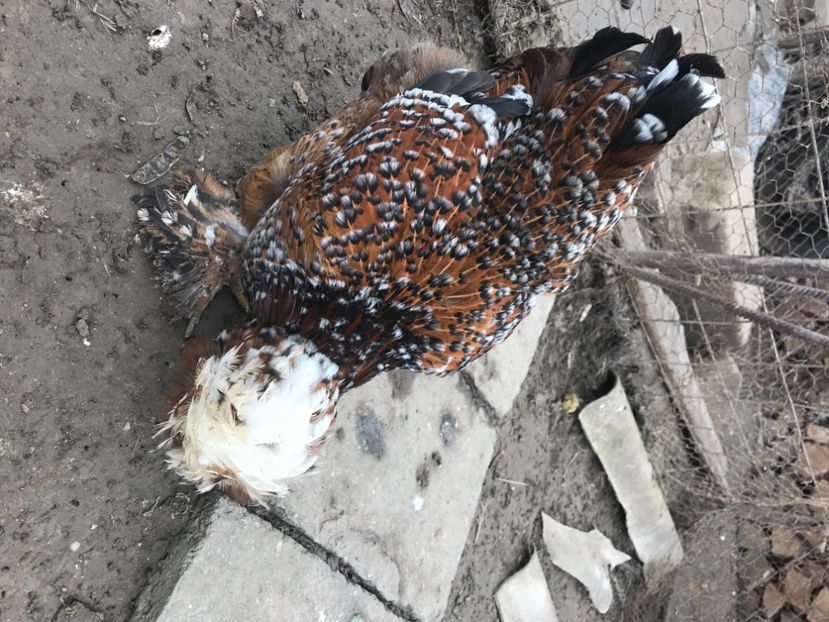 B4290F44-4B33-4DA0-AE8A-78F830458093 - Strumski standard