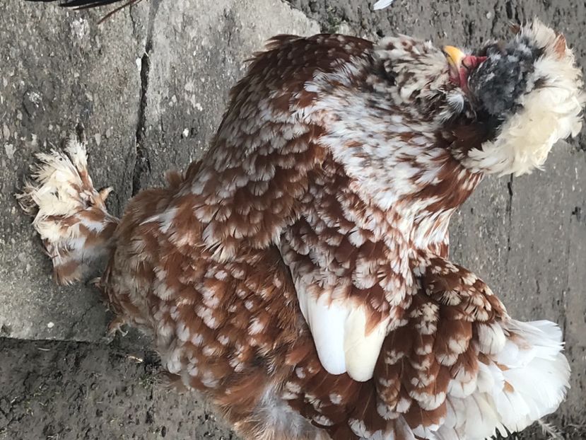 06BC6DB9-C12C-4238-81A7-57CA3AD86DEC - Strumski standard