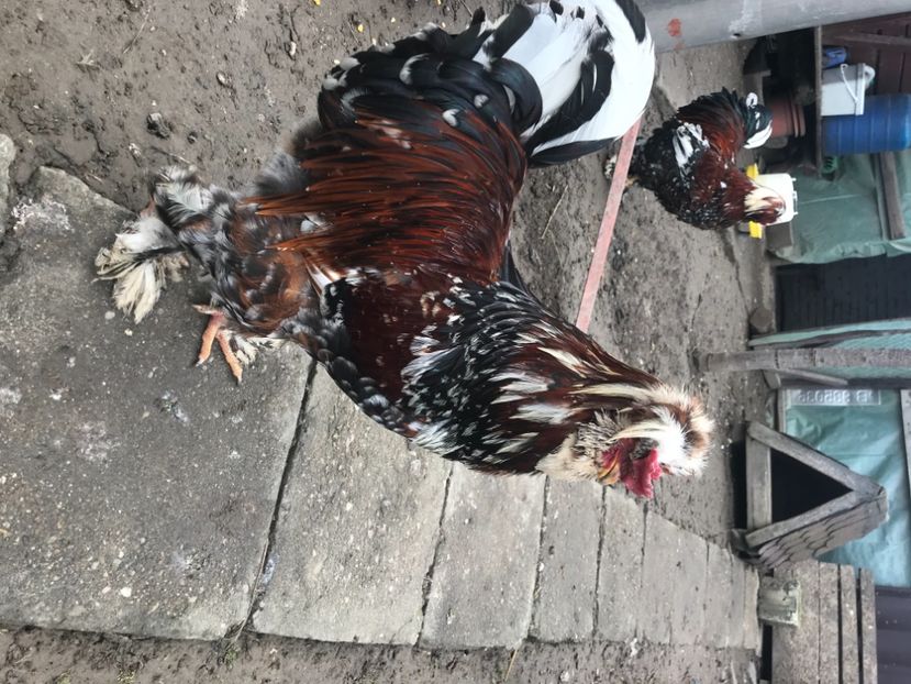 D47C1C54-3754-4F43-84EB-6F5730C4E406 - Strumski standard