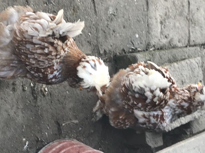 BFD92568-14B2-4D88-8FF5-D9BDC03313CF - Strumski standard