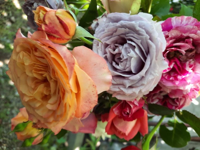  - Trandafiri 2020-2023