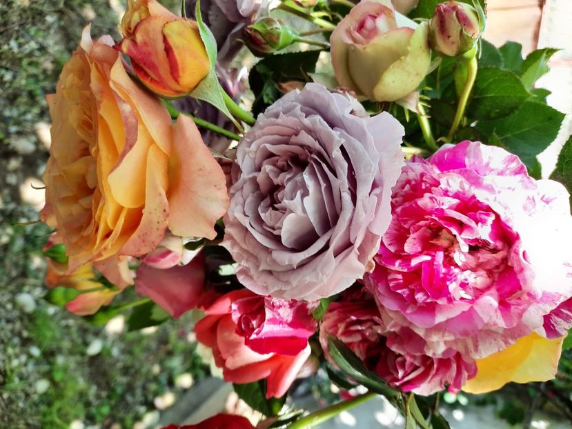  - Trandafiri 2020-2023