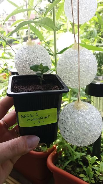 ❤❤❤ - BriDs Monique