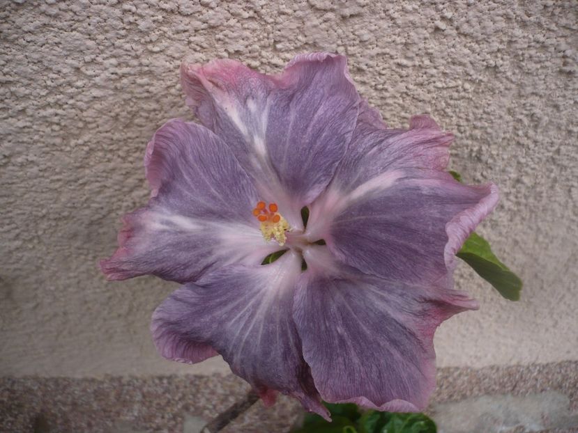 P1480658 - Moorea My blue pearl