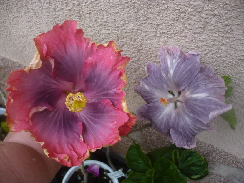 P1480660 - Moorea My blue pearl