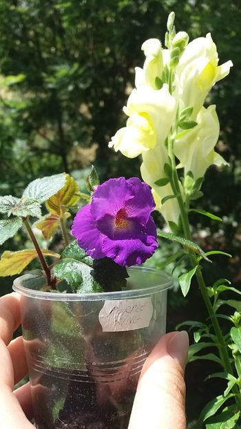 ❤Moony❤ - Achimenes varietati - drumul florilor