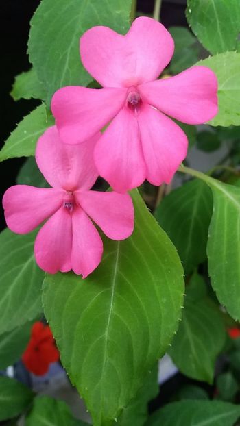  - Linişte şi flori