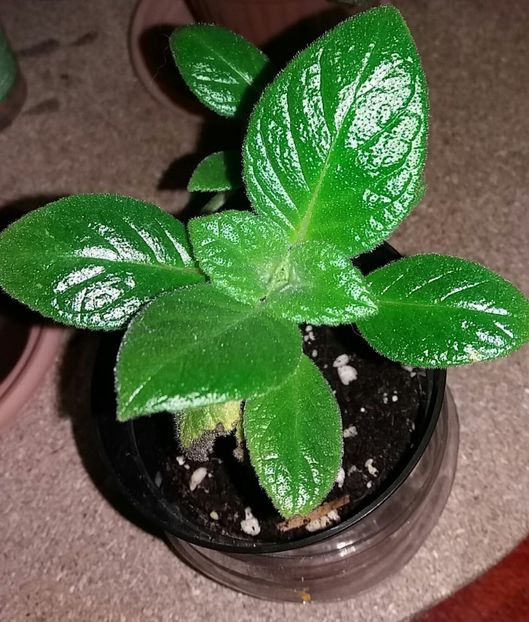 Tropical Topas - Episcia