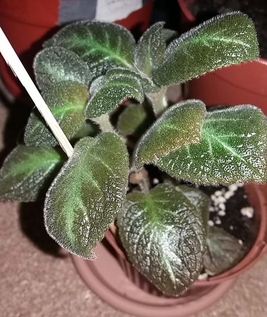 Jim s Canadian Sunset - Episcia