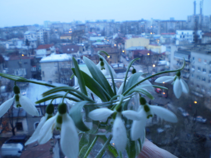 GHIOCEI A VENIT PRIMAVARA - FLORI