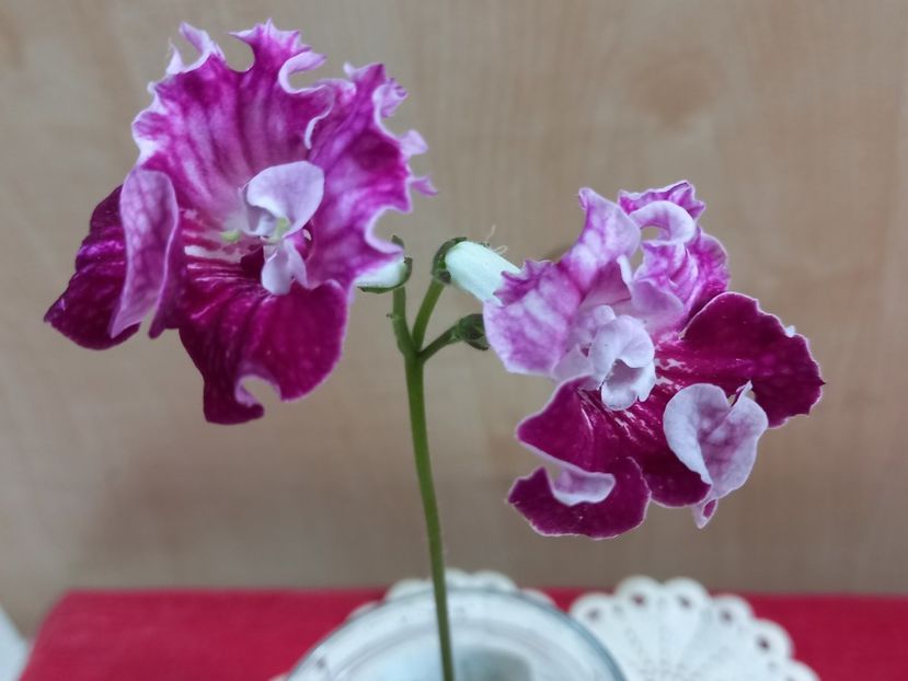  - Streptocarpusi 2021