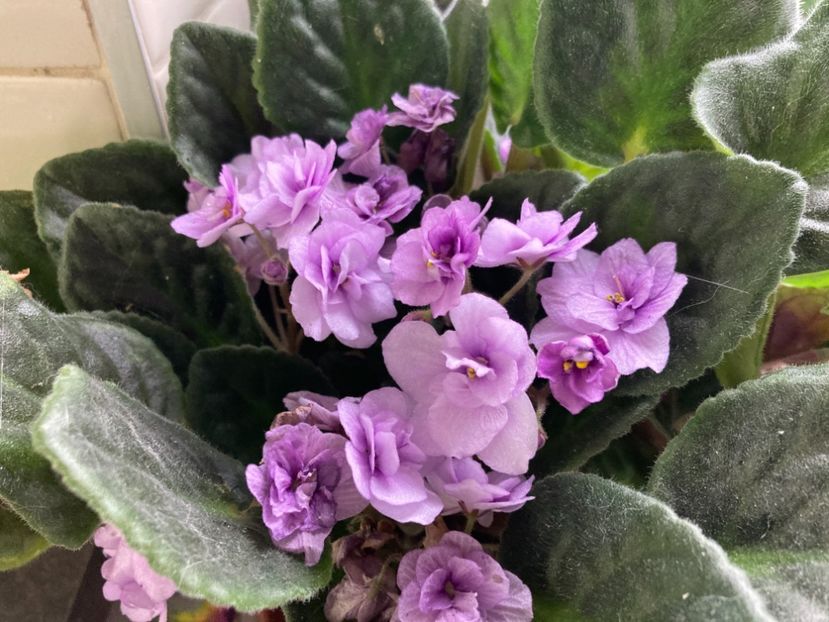 Doar mov - De suflet