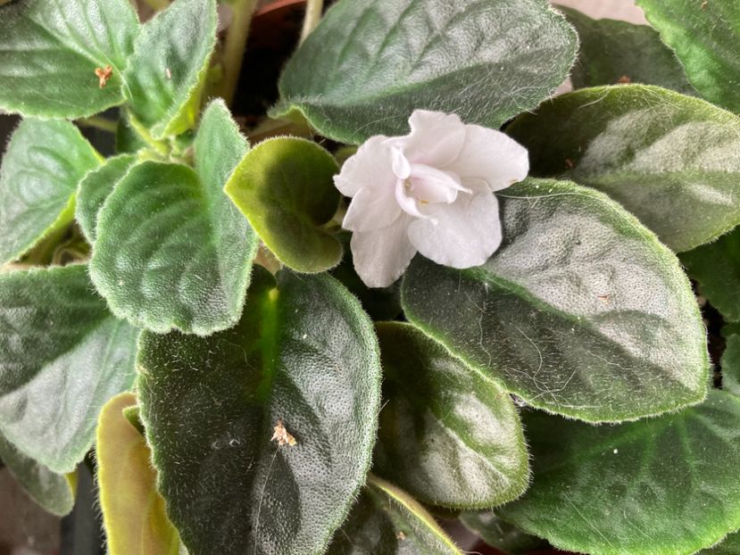 Alb și atât - De suflet