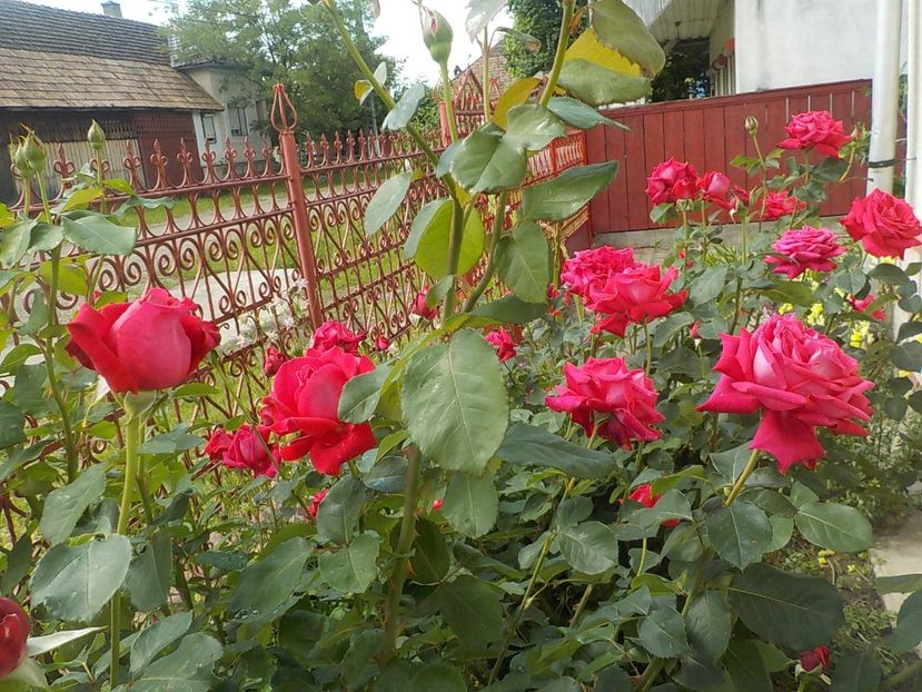  - Trandafiri in gradina mea
