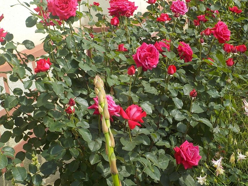  - Trandafiri in gradina mea