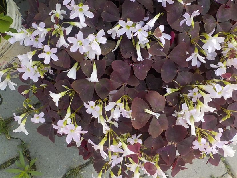  - oxalis triangularis