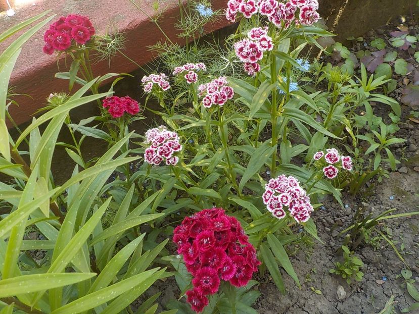  - dianthus