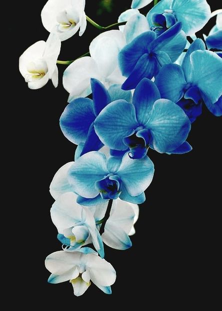 Orchid -Orhidee ♡ ( Azi s-a împlinit 12 zile ) În curând o să încetez cu totul aici - -Bună!