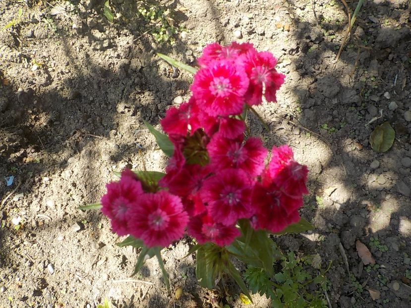  - dianthus