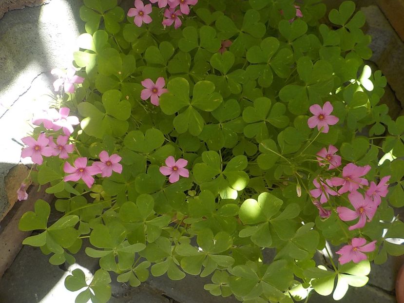  - oxalis rubra
