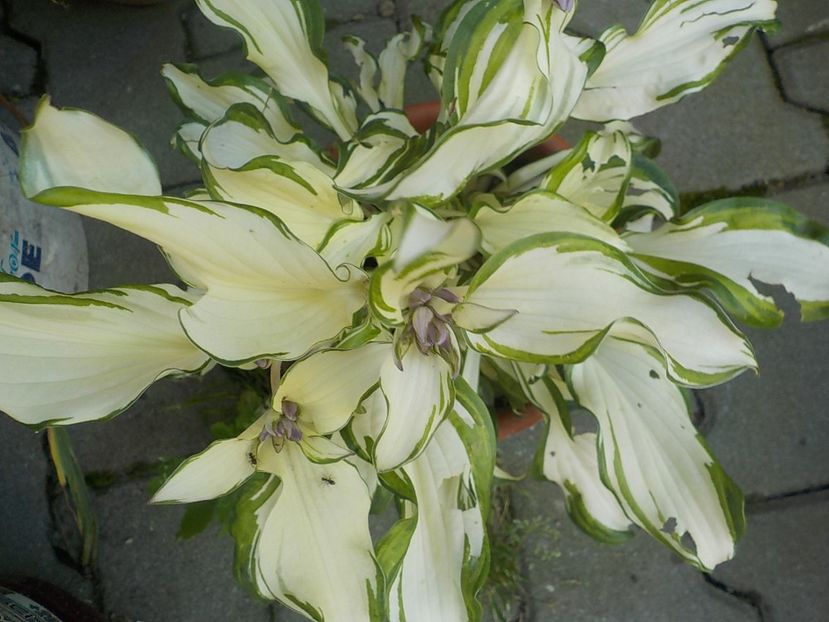  - hosta