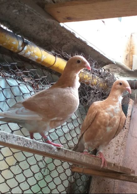  - CRAVATAȚI ROMÂNEȘTI