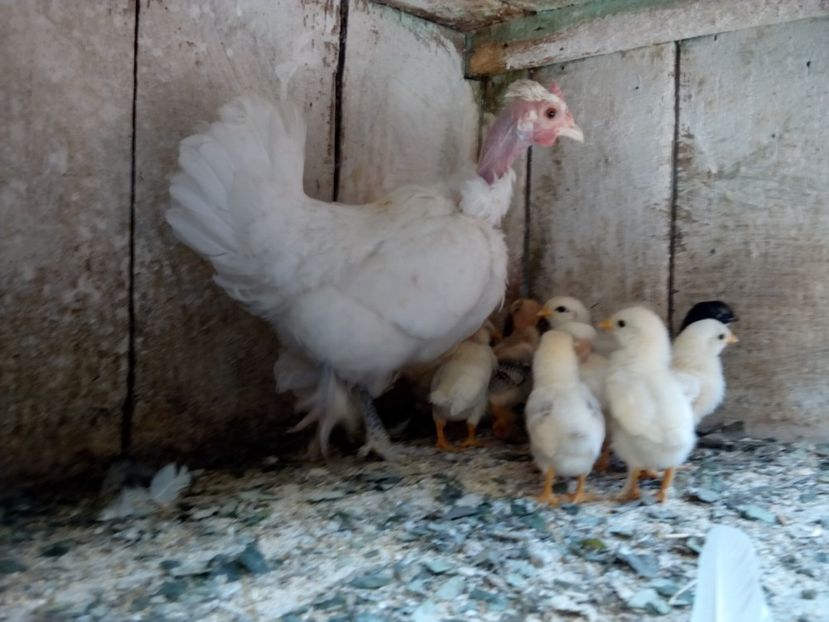  - gaini pitice - iopan