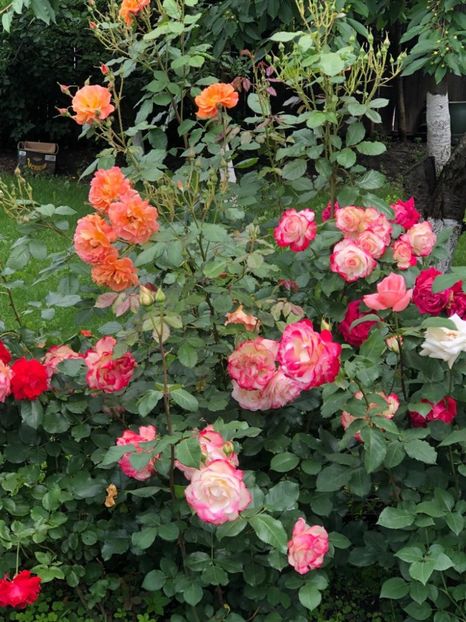 WhatsApp Image 2021-06-20 at 14.04.59 (2) - 10 Roman 20 06 2021