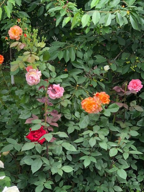 WhatsApp Image 2021-06-20 at 14.04.59 (5) - 10 Roman 20 06 2021