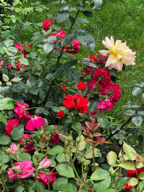 WhatsApp Image 2021-06-20 at 14.04.59 (6) - 10 Roman 20 06 2021