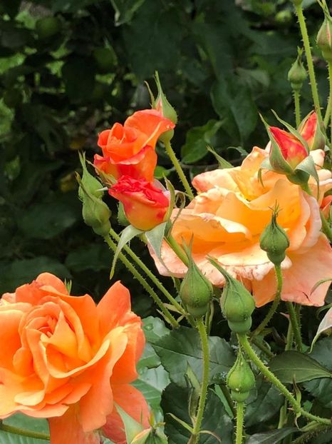 WhatsApp Image 2021-06-20 at 14.04.59 (9) - 10 Roman 20 06 2021