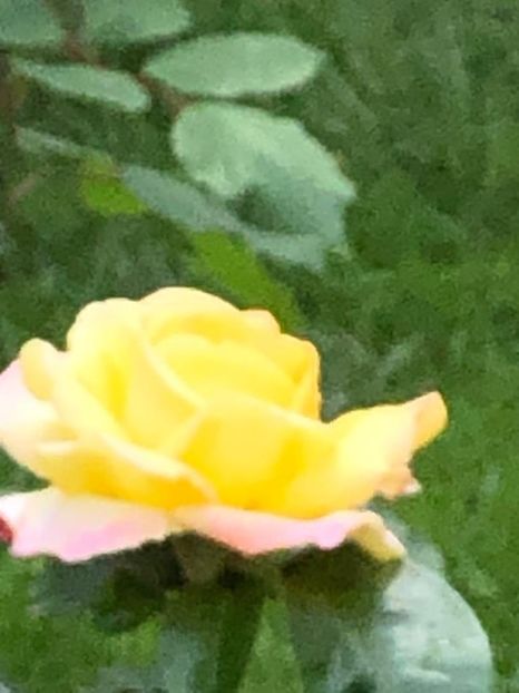 WhatsApp Image 2021-06-20 at 14.04.59 (11) - 10 Roman 20 06 2021