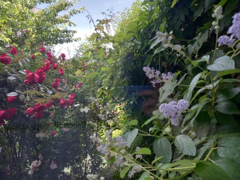 Ceanothus de la fereastră - Grădina 2021 continuare 2