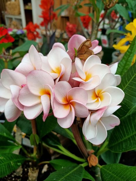 Img.2021.06.20 - Magazinul