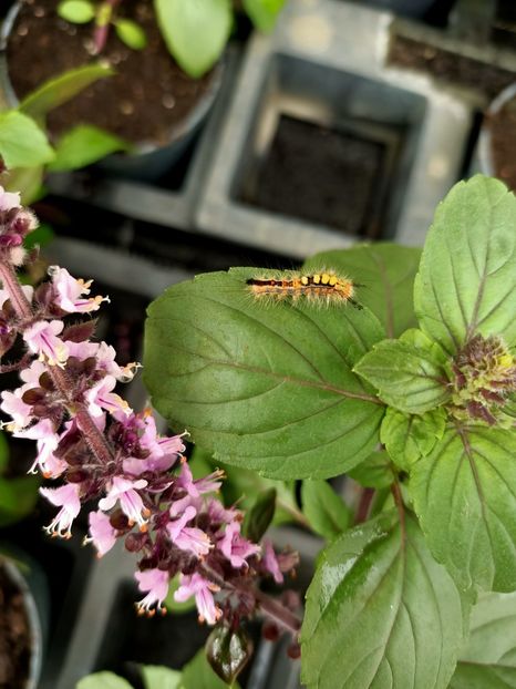 Img.2021.06.20-busuioc - Magazinul