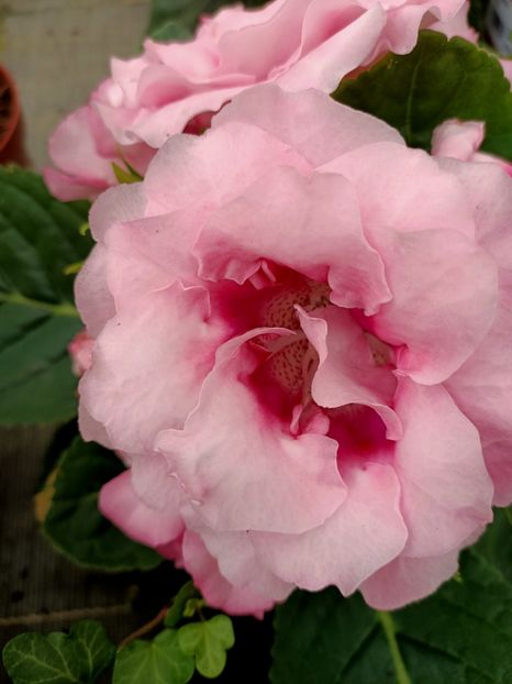 Img.2021.06.20 - Magazinul