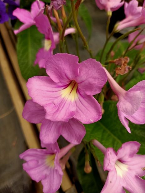 Img.2021.06.20 - Magazinul