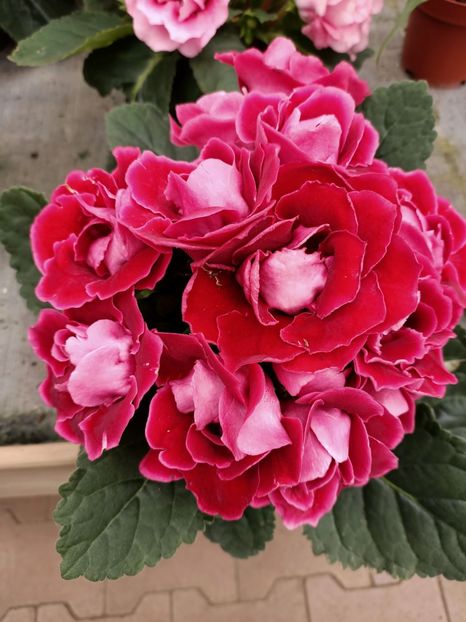 Img.2021.06.20 - Magazinul