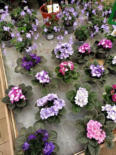 Img.2021.06.20 - Magazinul