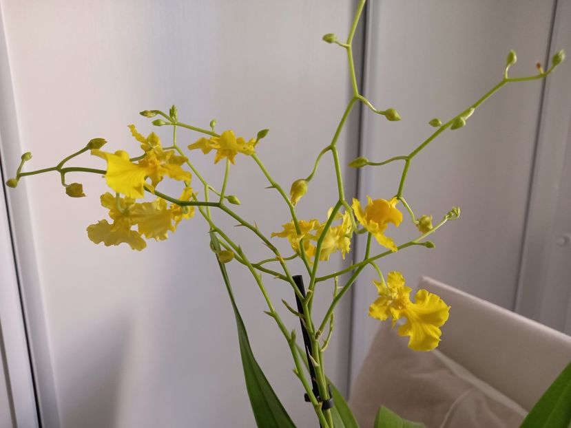 Oncidium Gower Ramsey Pure Yellow - Orhidee