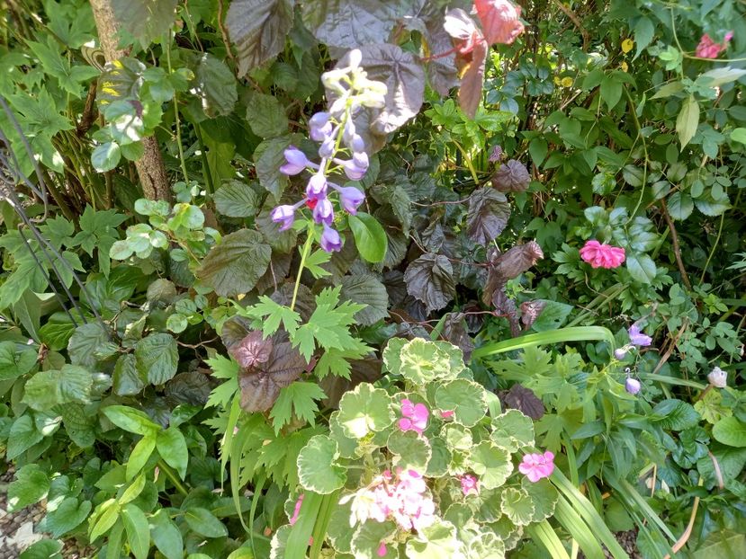  - Grădina 2021 continuare 2