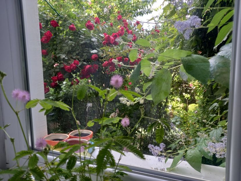  - Grădina 2021 continuare 2