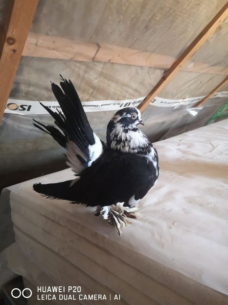  - Achiziții Germania 2021