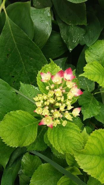IMG-20210616-WA0019 - Hidragena 2021
