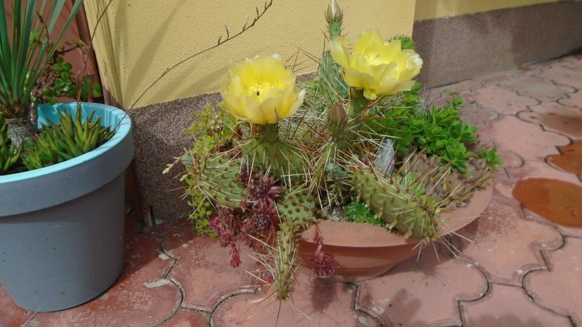 Opuntia phaeacantha - Cactusi 2021